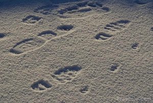 Footsteps in the Snow