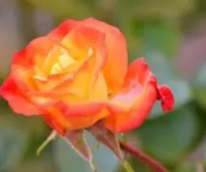 Reflection 121: The Secret Inner Garden of Your Heart